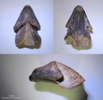 Hadrocheilus (Arcuatobeccus) sultanovkensis Shimansky