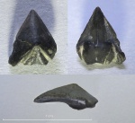 Akidocheilus aff. explicatus Komarov