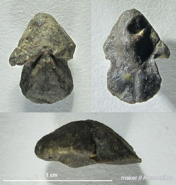 Крым, ринхолиты, Hadrocheilus, Байдарская долина, Hadrocheilus (Dentatobeccus)