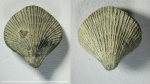 Terebratulina sp.