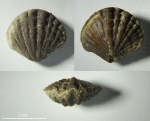 Terebratulida Ismenia perillustris