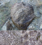 Коралловый куст