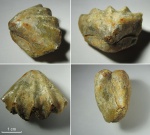 Брахиопода Monticlarella sp.