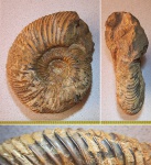 Speetoniceras