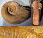 Biasaloceras