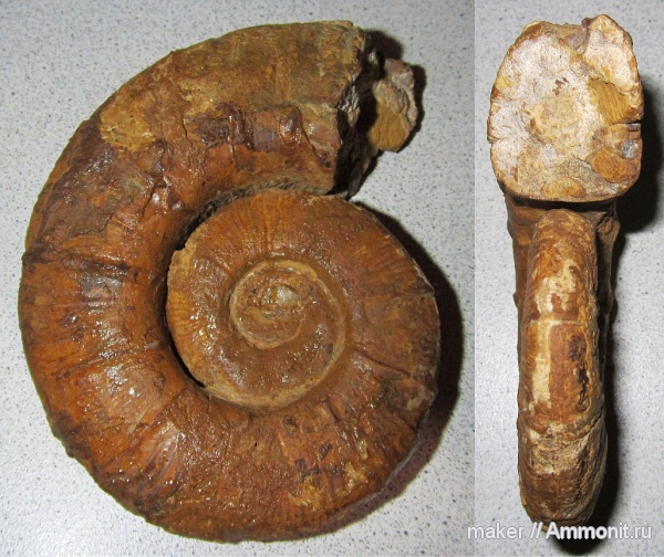 аммониты, гетероморфные аммониты, баррем, нижний баррем, Crioceratites, Ammonites, Верхоречье, Barremian, heteromorph ammonites