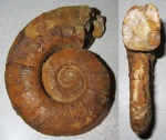 Crioceratites