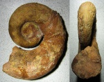Biasaloceras