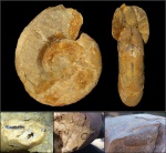 Dalmasiceras