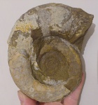 Protetragonites