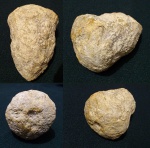 Губка Scytalia turbinata