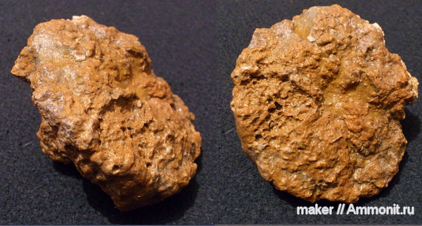 губки, берриас, Крым, Байдарская долина, Berriasian