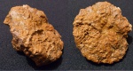 Губка Trochobolus texatus