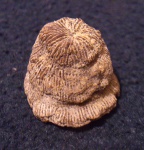 Коралл Montlivaltia