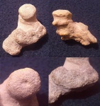 Dermosmilia sp.