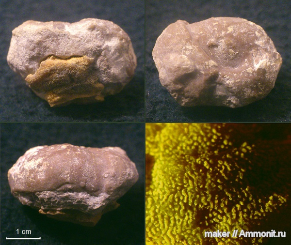 губки, берриас, Крым, Байдарская долина, Demospongia, Berriasian
