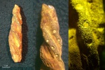 Spirospongia kravtsovi