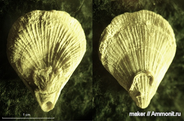 Terebratulida, Symphythyris, Байдарская долина