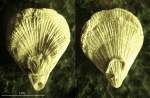 Symphythyris