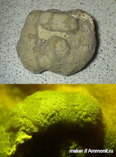 губки, берриас, Крым, Байдарская долина, Berriasian