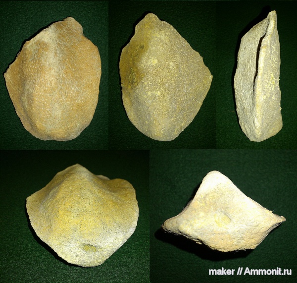 губки, берриас, Крым, Байдарская долина, Berriasian