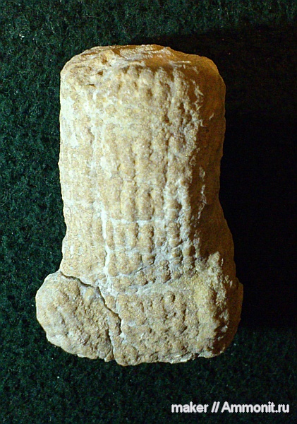 губки, берриас, Крым, Байдарская долина, Berriasian