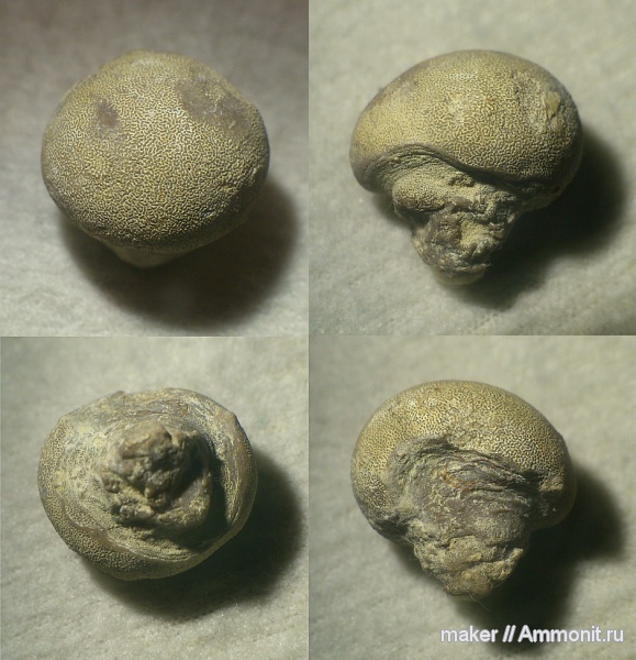 губки, берриас, Крым, Байдарская долина, Demospongia, Berriasian