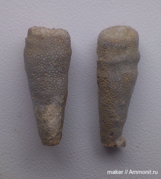 губки, берриас, Крым, Байдарская долина, Berriasian