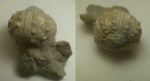 Морской ёж Pseudocidaris sp.