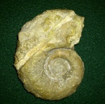 Protetragonites
