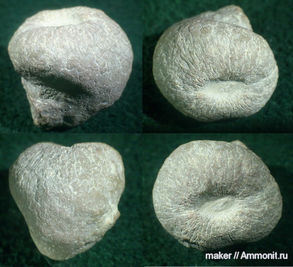 губки, берриас, Крым, Байдарская долина, Berriasian