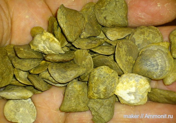 Terebratulida, Symphythyris, Байдарская долина