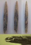 Pseudobelus bipartitus