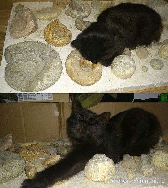 аммониты, берриас, Крым, Ammonites, кот, Байдарская долина, Berriasian