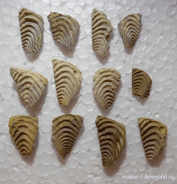 аптихи, Aptychi, Didayilamellaptychus didayi, гора Алама