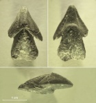 Handrocheilus (Dentatobeccus) compositus Shimansky, 1986
