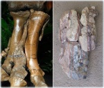 Менестерский зверь. Metatarsalia Dinosauria, (?) Theropoda