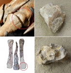 Менестерский зверь. Epiphysis IV metatarsalia Dinosauria, (?) Theropoda