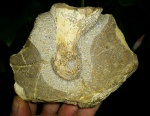 Менестерский зверь. Фаланга стопы. Dinosauria, (?) Theropoda