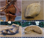 Менестерский зверь. Astragalus, Dinosauria, (?) Theropoda Менестерский зверь. Astragalus, Dinosauria, (?) Theropoda