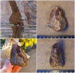 Менестерский зверь. Epiphysis Fibula, Dinosauria, (?) Theropoda Менестерский зверь. Epiphysis Fibula, Dinosauria, (?) Theropoda