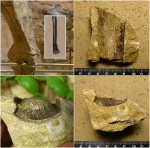 Менестерский зверь. Фрагмент Diaphysis Fibula, Dinosauria, (?) Theropoda Менестерский зверь. Фрагмент Diaphysis Fibula, Dinosauria, (?) Theropoda