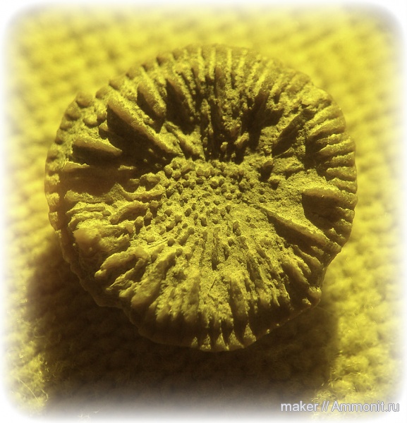 кораллы, кишечнополостные, Крым, Scleractinia, Discocyathus, гора Кутур-Кая