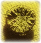 Discocyathus. Ромашка )))