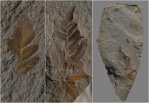 Фрагмент вайи Neuropteris