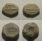 Компонент криноидеи Sclerocrinus