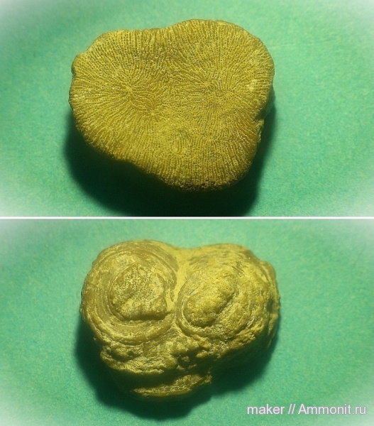 кораллы, кишечнополостные, Крым, Scleractinia, Менестер