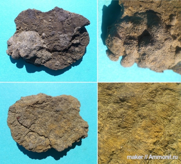 юра, кораллы, губки, Крым, Scleractinia, Новый Свет, Jurassic
