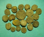 Discocyathus. Летние сборы