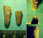 Diplobelus?